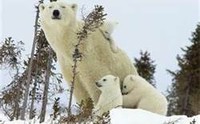 mom bear.jpg